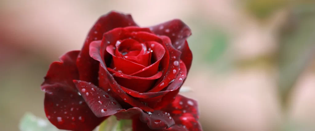 red rose, water droplets, vibrant, delicate, nature, beauty