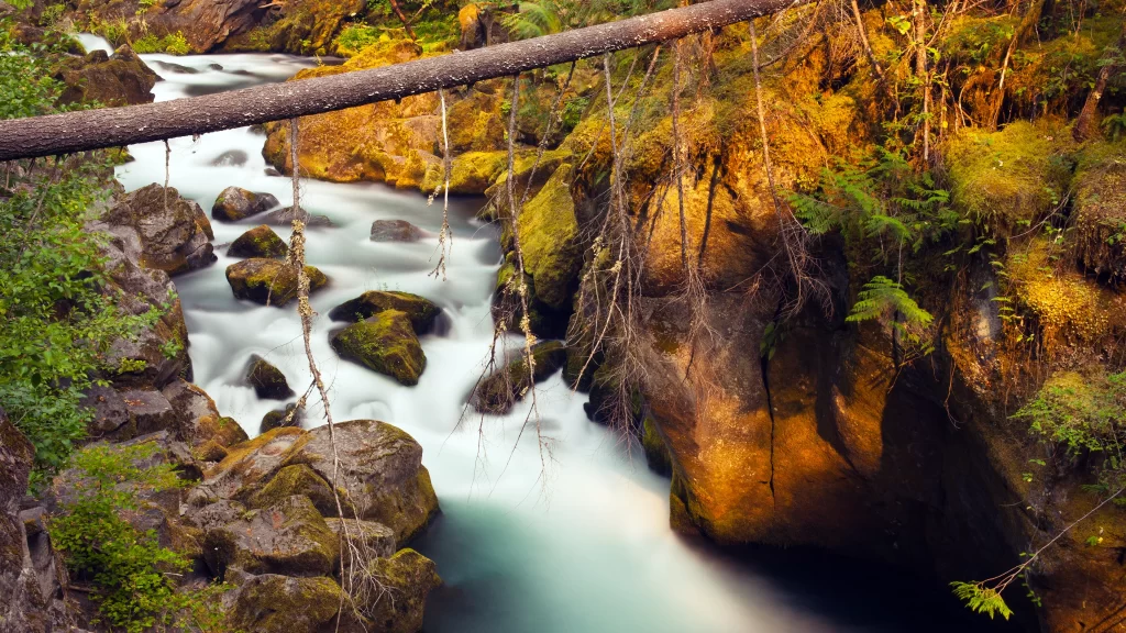 river rocks nature greenery sunlight water