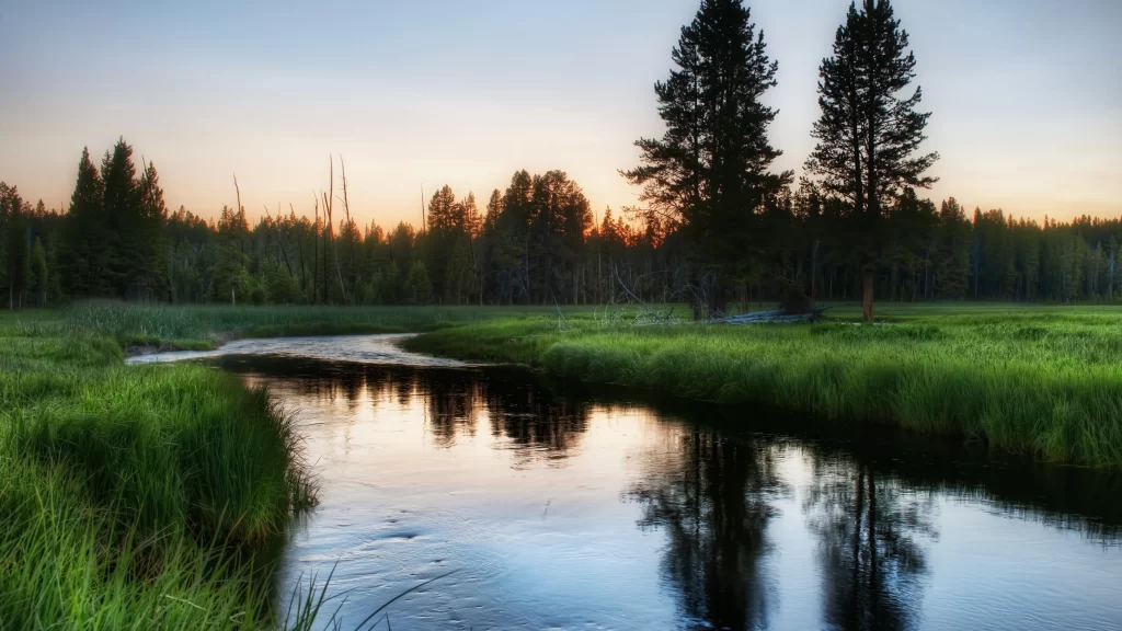 river trees sunset reflection grass nature
