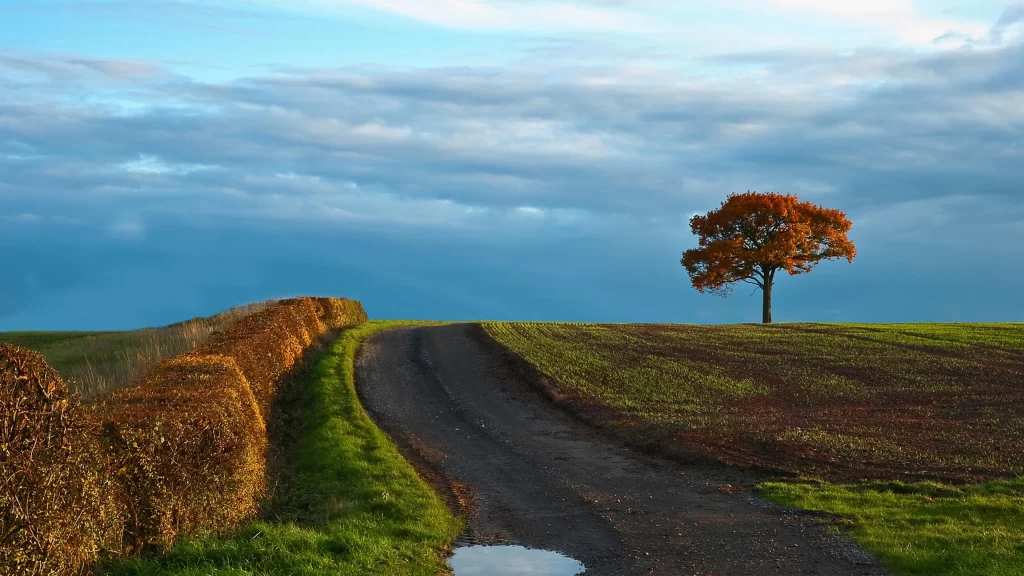 road tree field sky clouds puddle