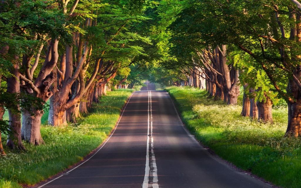 road trees green nature sunlight tranquility