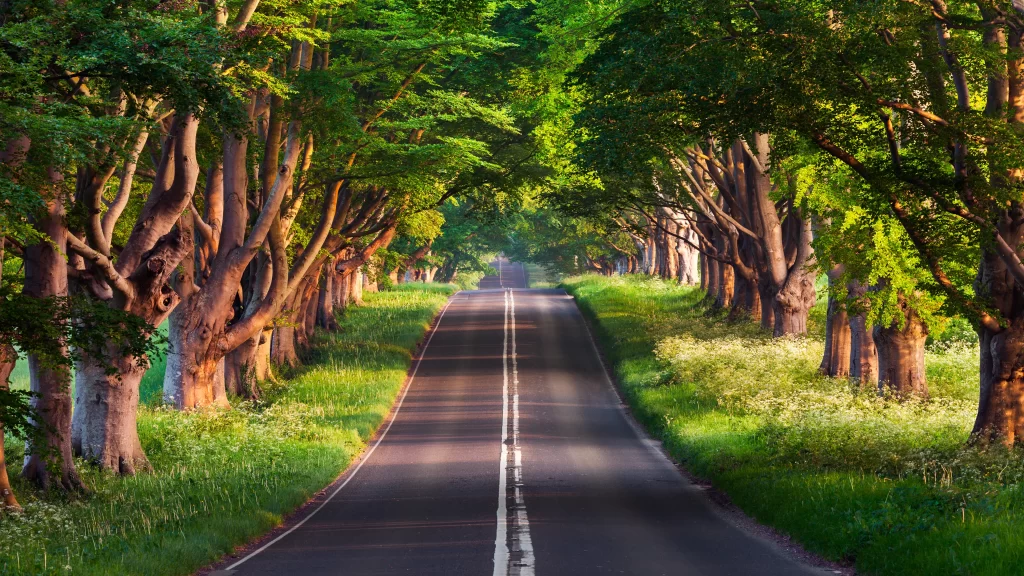road trees green nature sunlight tranquility