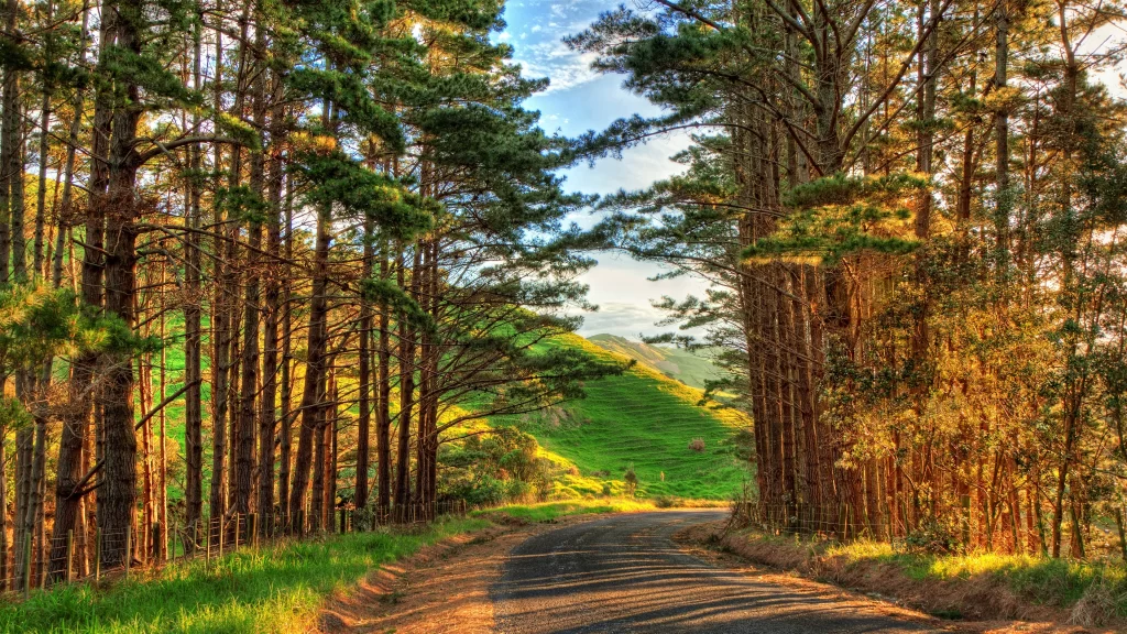 road trees green sunlight landscape nature