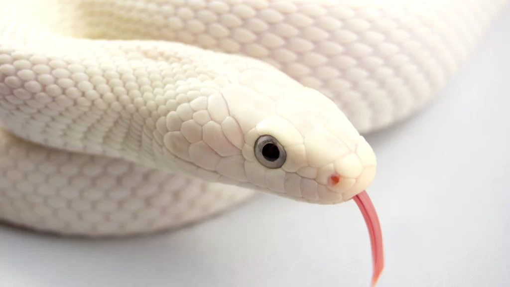 snake white scales tongue eyes
