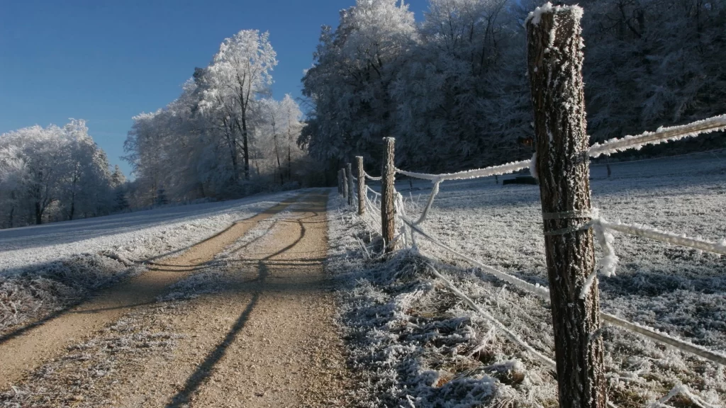 snow frost trees path fence winter