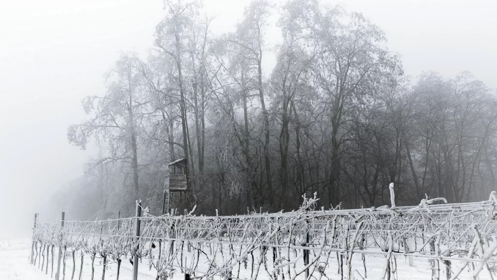 snow trees fog vineyard winter landscape