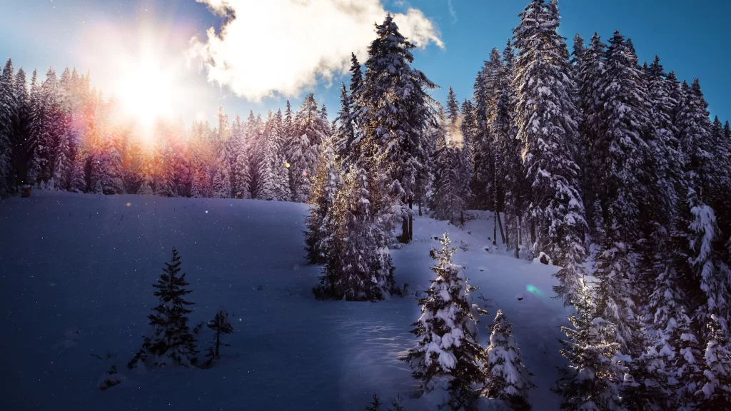 snow trees sunlight winter landscape nature