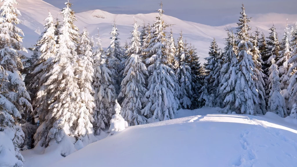 snow trees winter landscape sunlight mountains