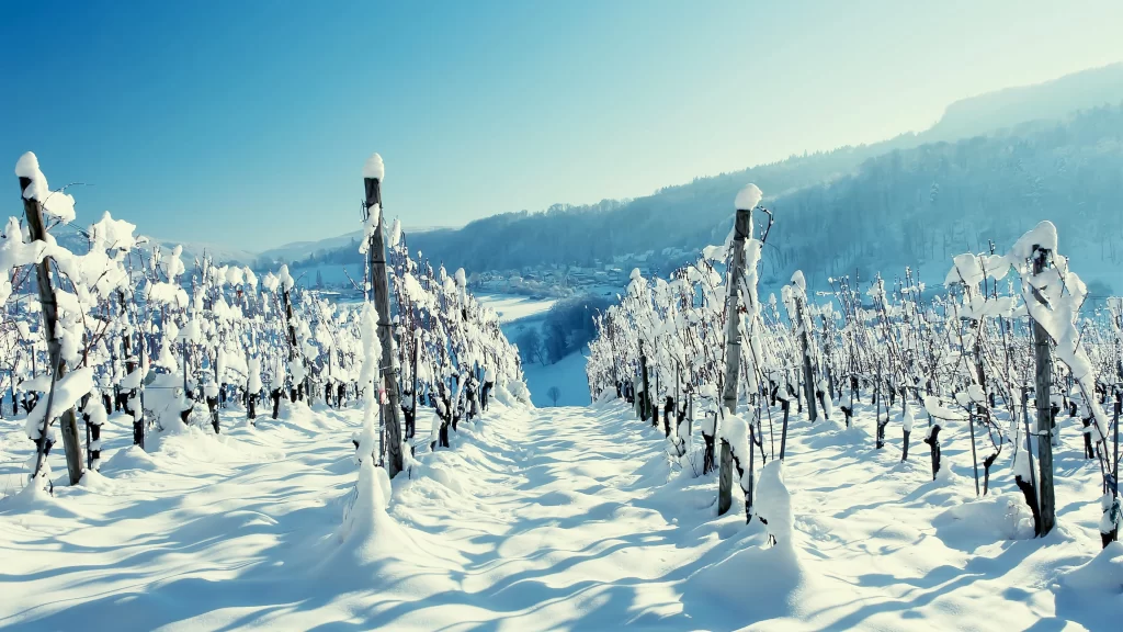 snow vineyard winter landscape clear sky