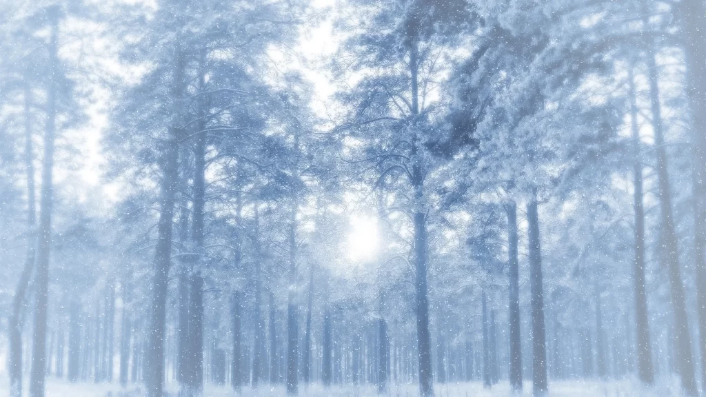 snow winter forest trees sunlight