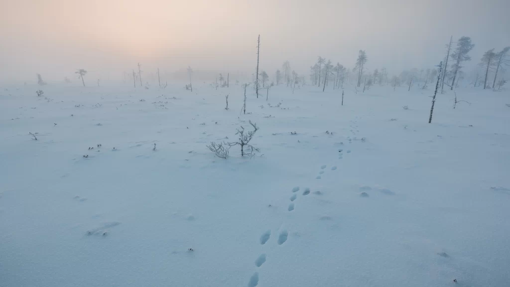 snow winter landscape footprints trees cold serene nature