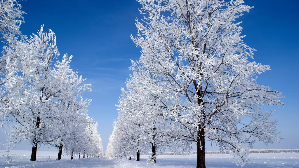 snow winter trees landscape clear sky