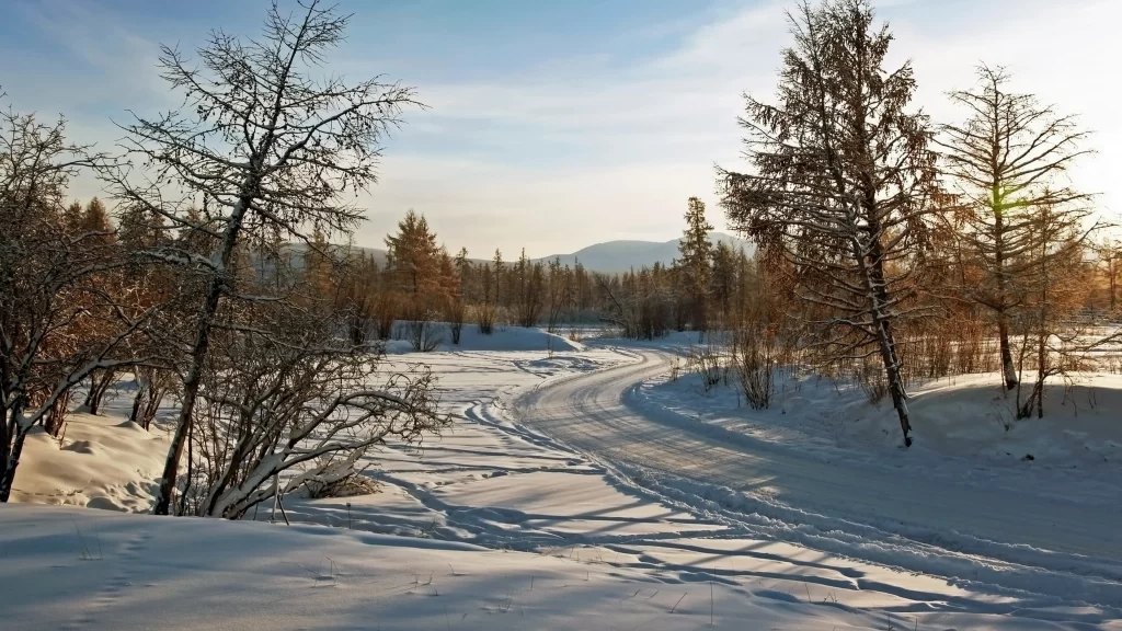 snow winter trees landscape road
