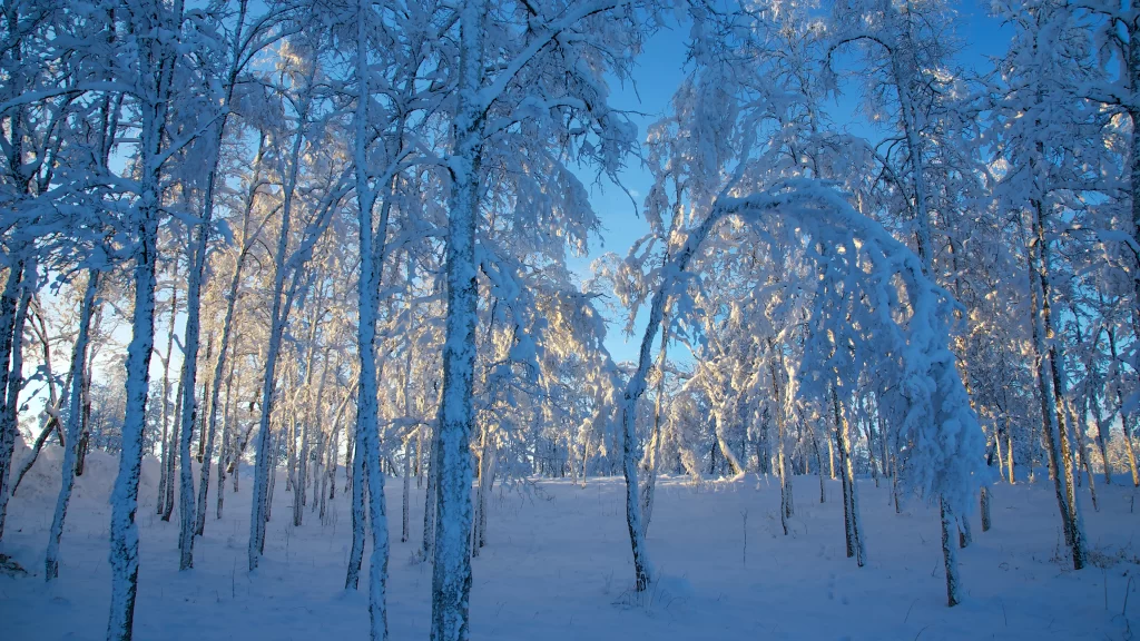 snow winter trees landscape sunlight