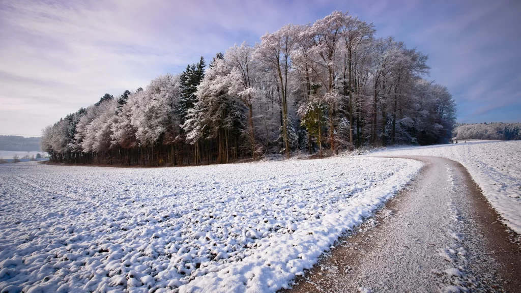 snow winter trees path landscape