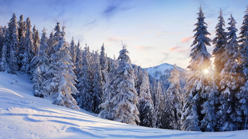 snow winter trees sunlight mountain landscape