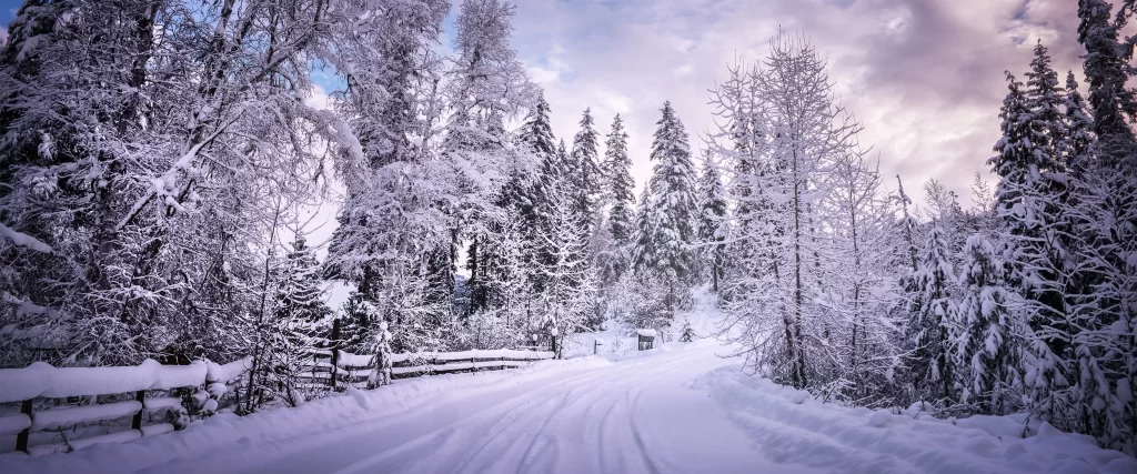snowy winter landscape trees road