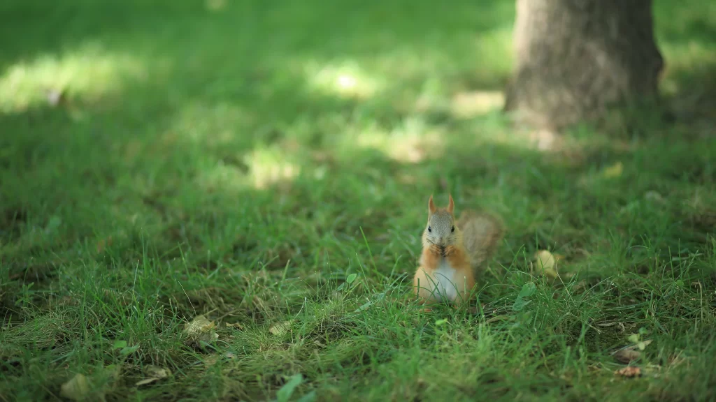Squirrel Green Grass Tree Sunlight Nature