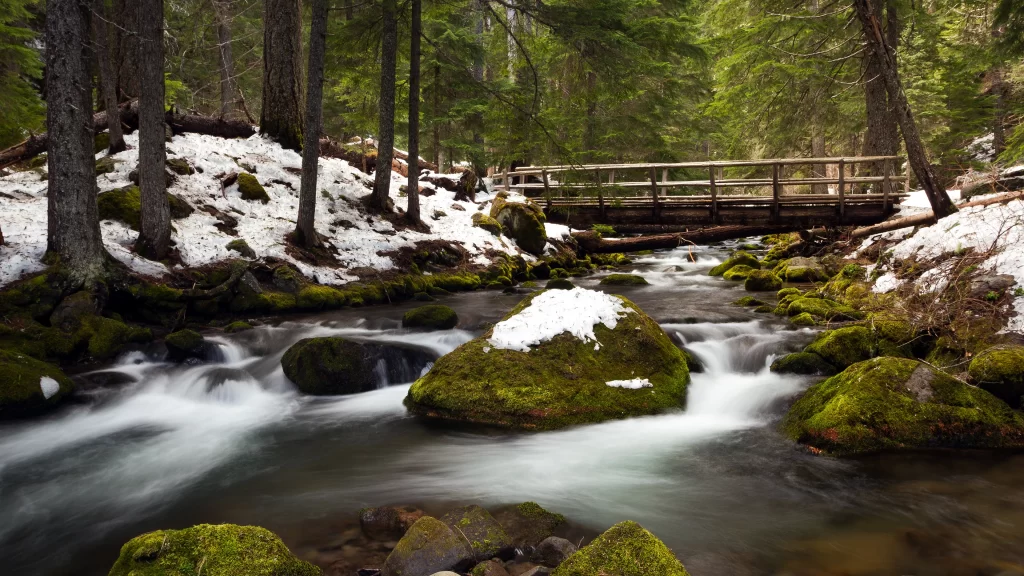 stream snow forest bridge moss rocks