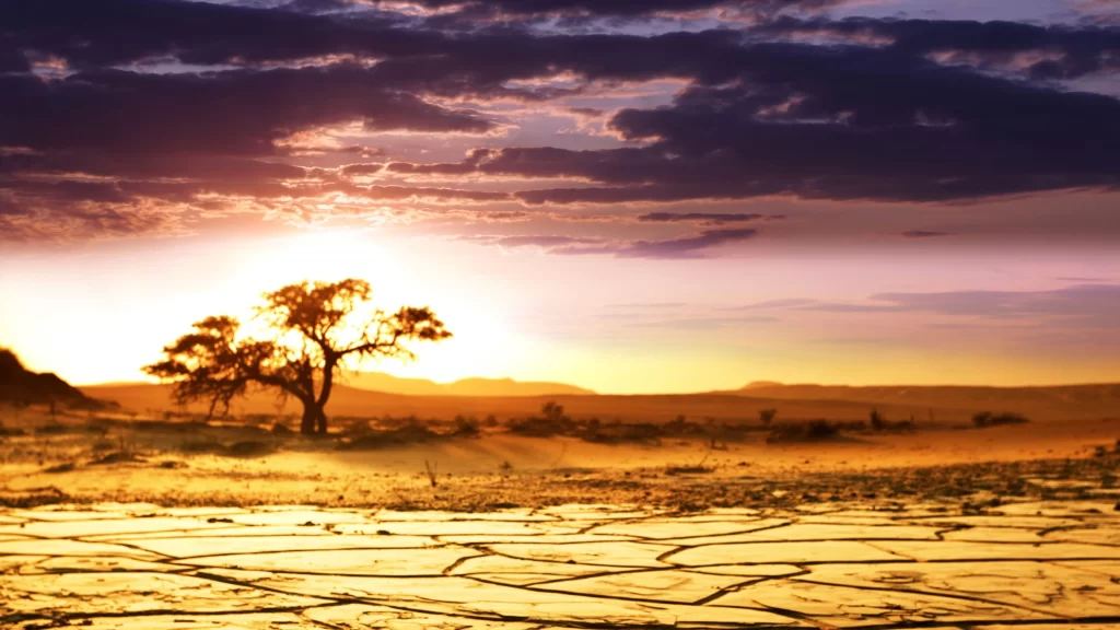 sunset desert tree cracked earth sky clouds