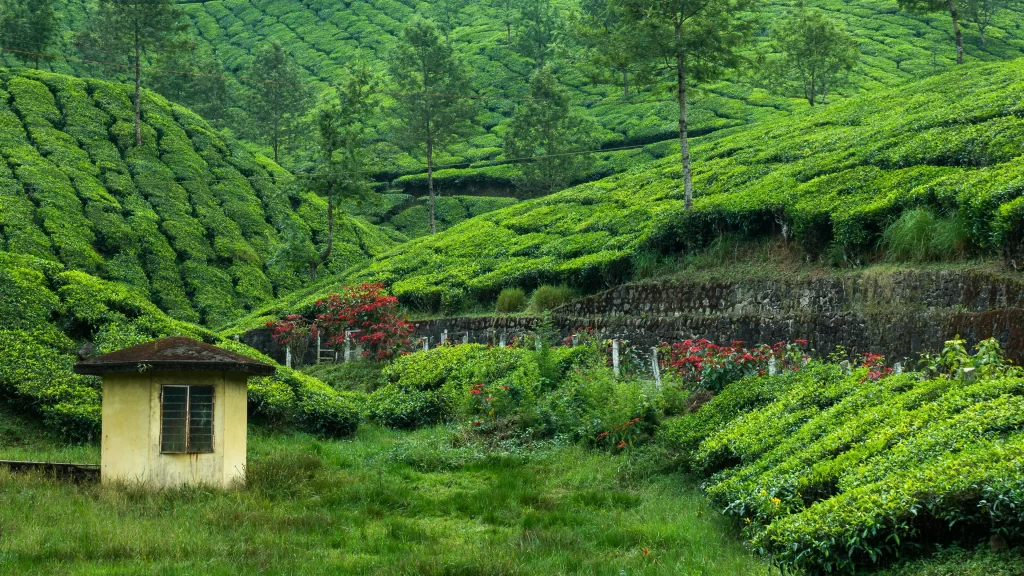 tea plantation green hills small hut lush vegetation stone wall vibrant flowers