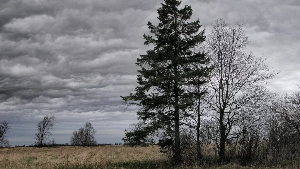 tree cloudy sky field grass