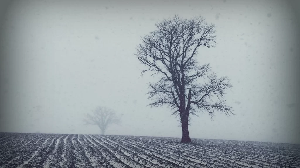 tree field foggy winter snow