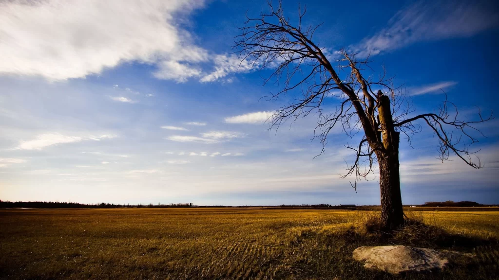 tree field sky cloud