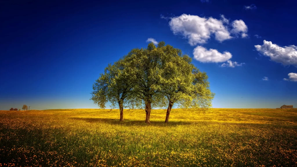 tree field sky cloud flower