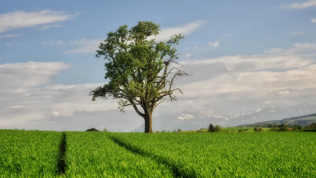 tree field sky cloud mountain