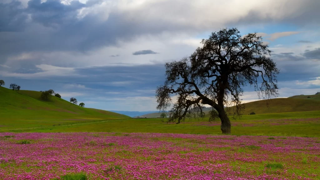 tree flowers field sky clouds