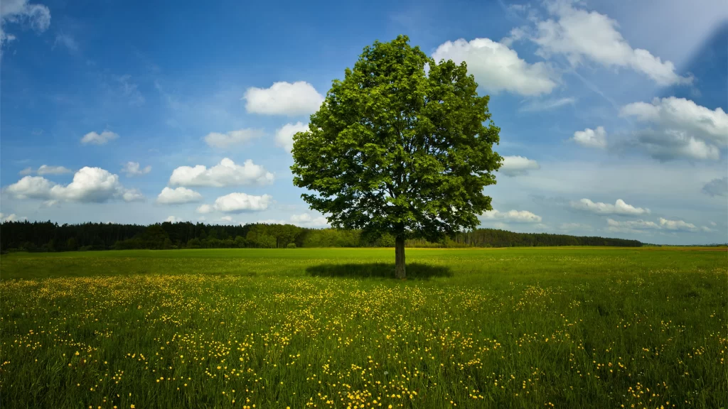 tree grass field sky cloud