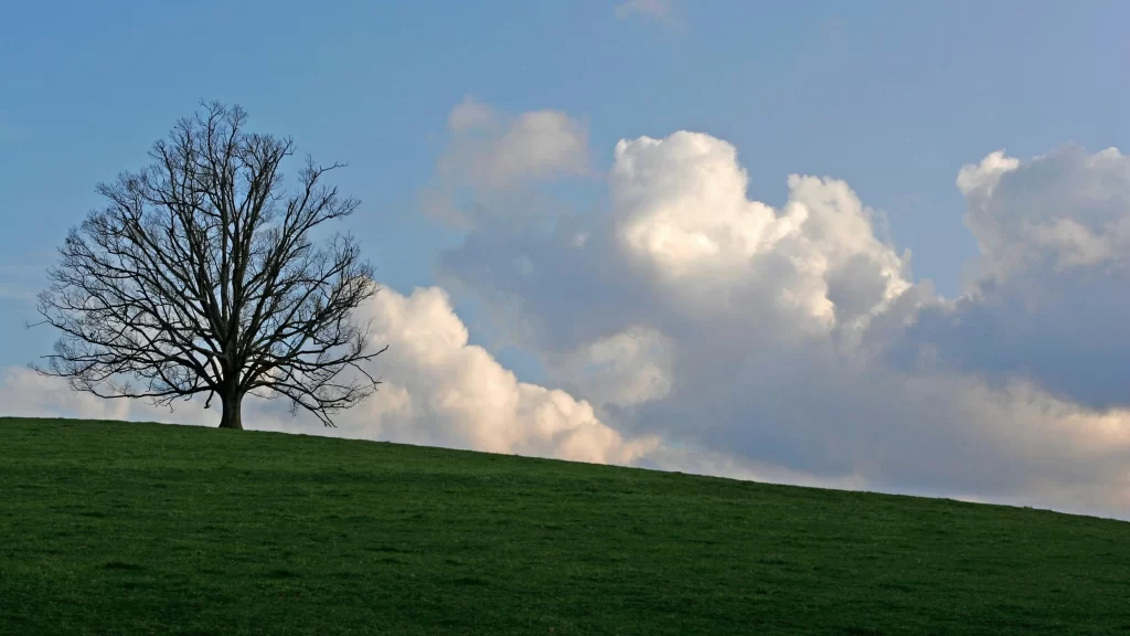 tree grass sky clouds landscape nature