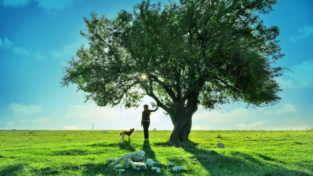 tree grass sky dog person sunlight