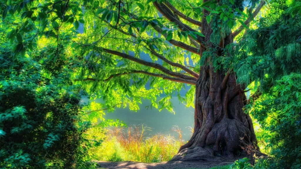 tree green sunlight nature tranquility foliage