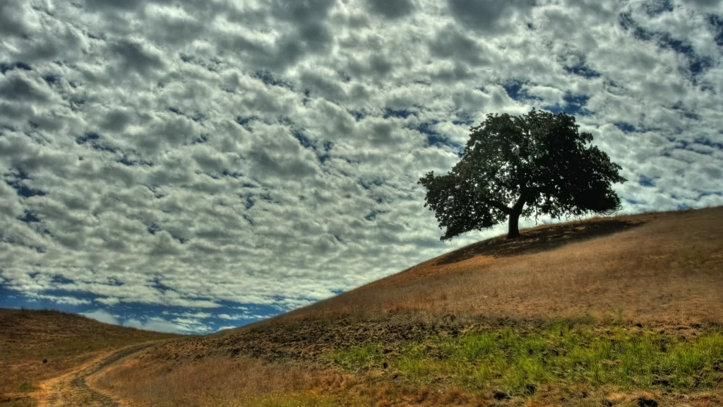tree hill sky clouds landscape nature
