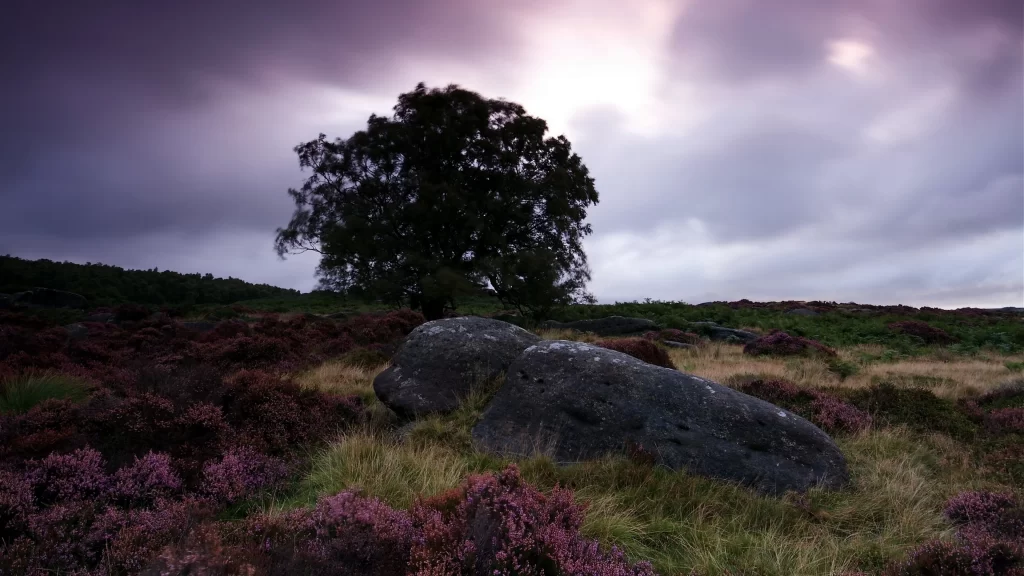 tree rock heather sky landscape