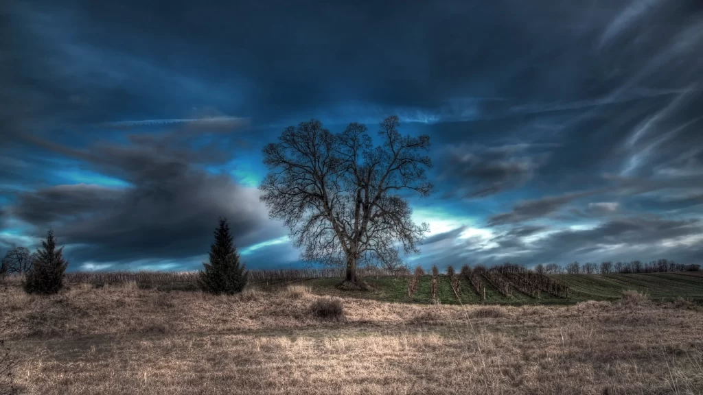 tree sky clouds field landscape nature