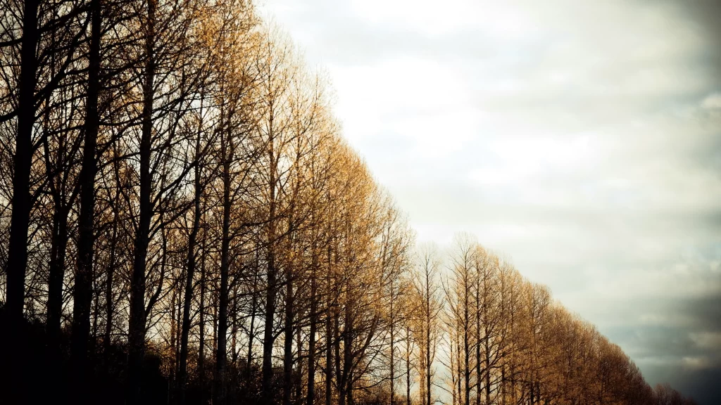 trees sky clouds sunlight autumn landscape