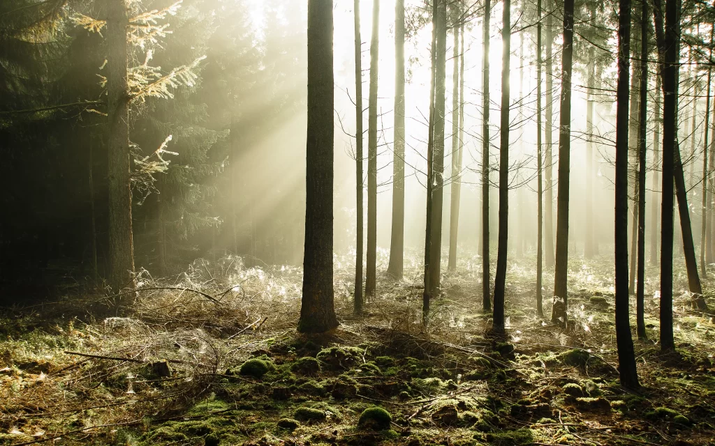 Sunlight Forest Tall Trees Mossy Ground Mist