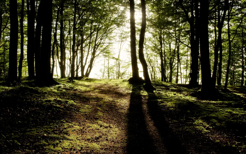 Sunlight Forest Path Mossy Ground Tall Trees