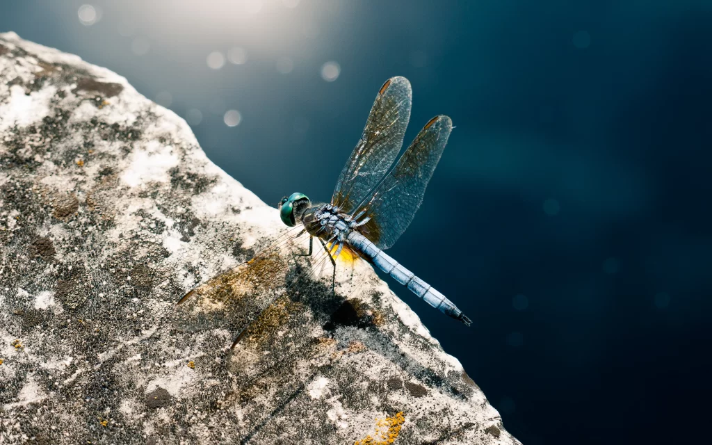 Dragonfly Stone Texture Nature Blue Background