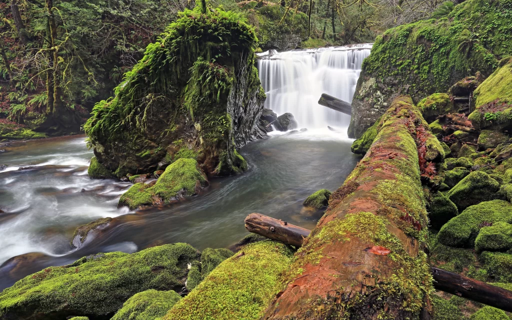 Mossy Forest Waterfall Flowing Stream Rocks