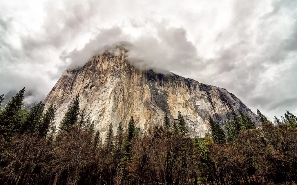 Mountain Clouds Forest Tall Trees