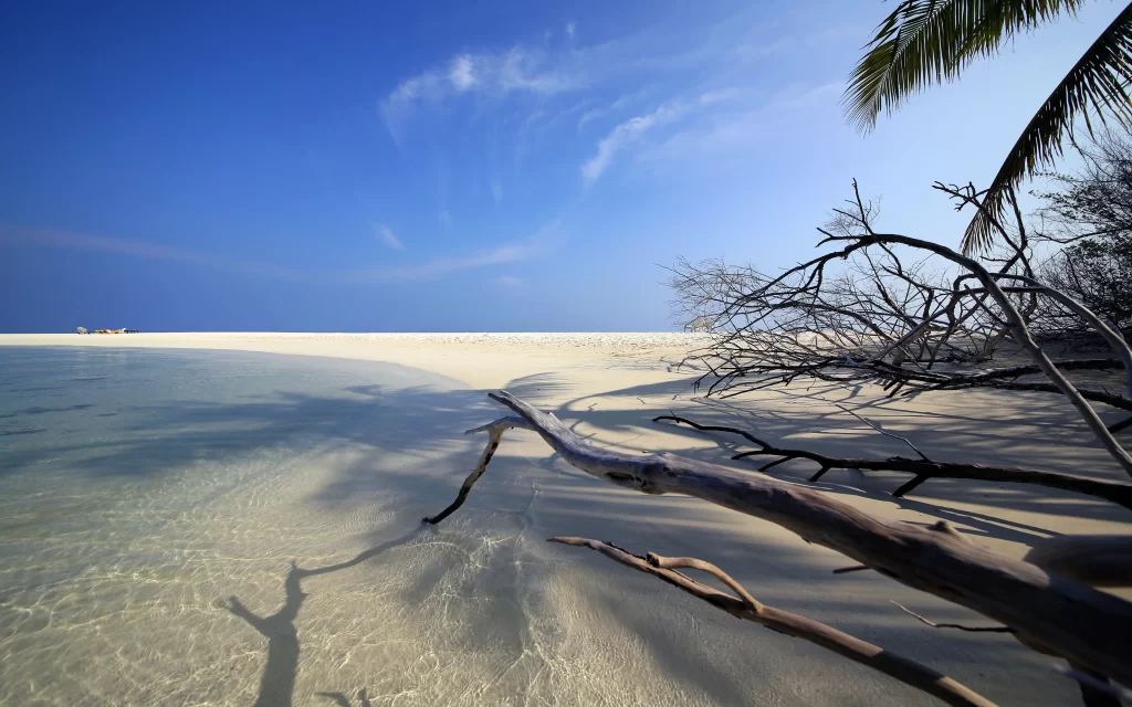 Beach Clear Sky White Sand Calm Water Driftwood