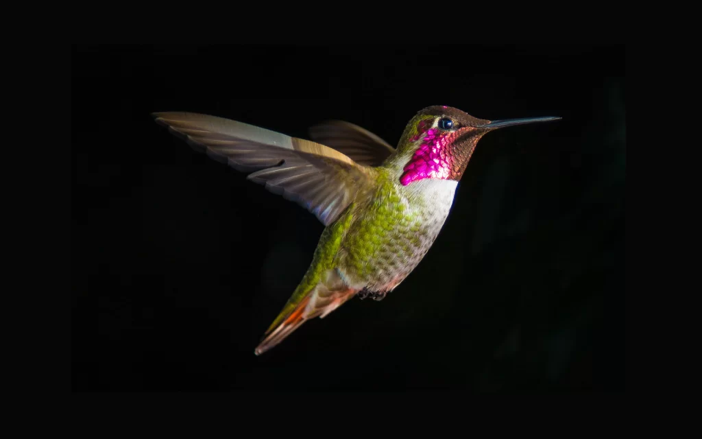 Hummingbird Flight Nature Beauty Vivid Colors
