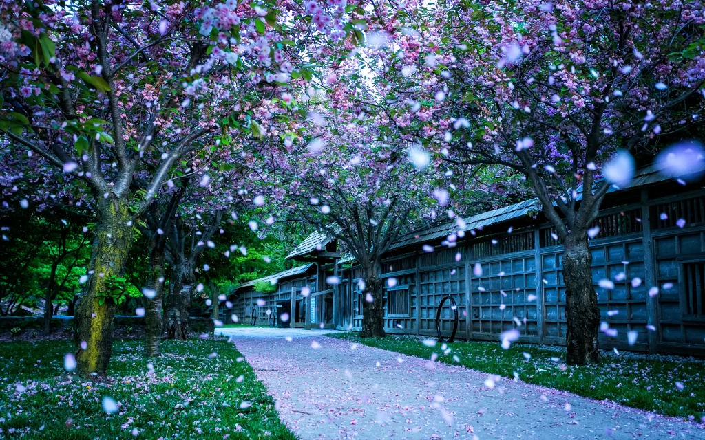 Cherry Blossoms Pathway Traditional Architecture Nature Scenery