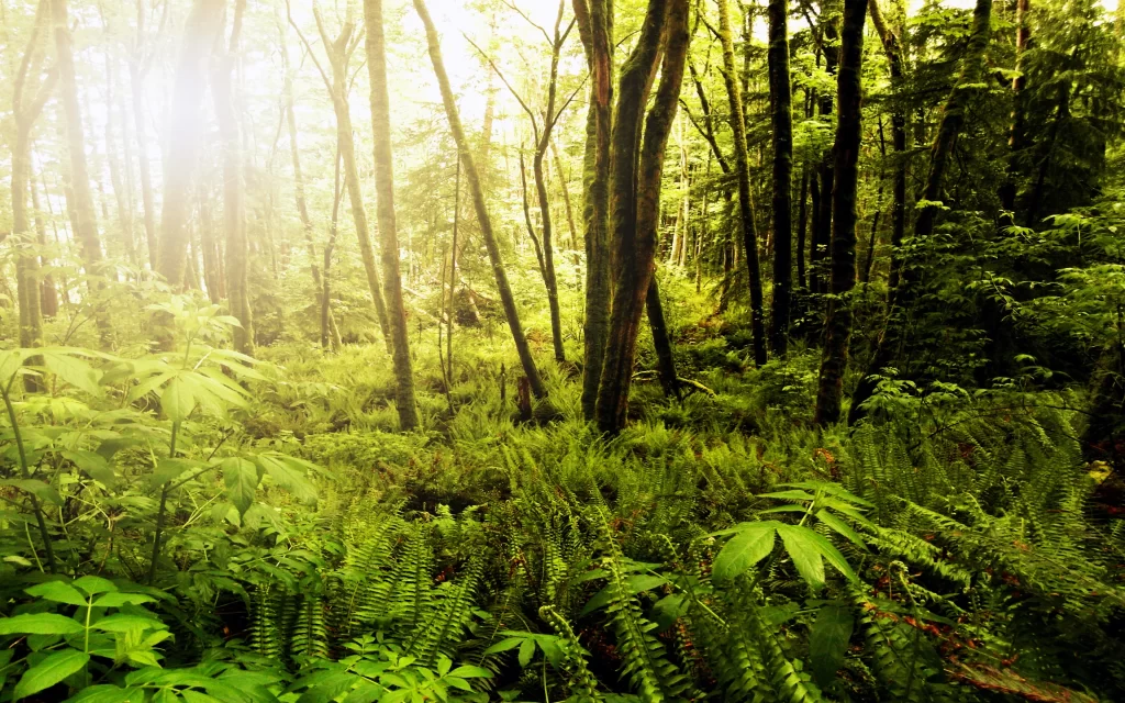 Sunlight Dense Forest Greenery Tall Trees Ferns