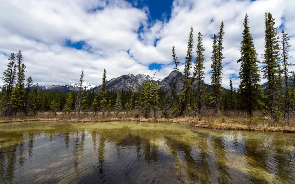 Mountainous Landscape Clear Sky Pine Trees Reflective Water
