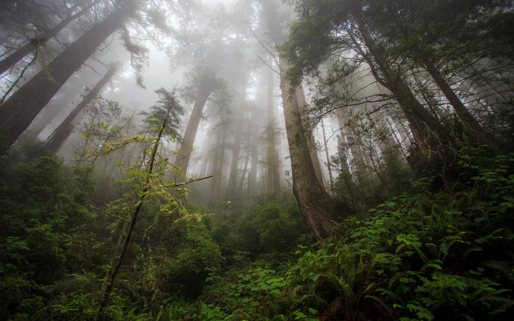 Misty Forest Tall Trees Dense Fog Greenery Nature